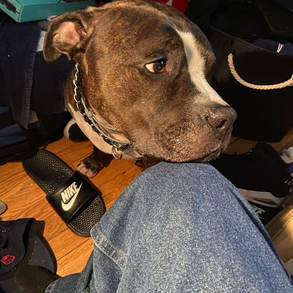 Meet your Posher, Isreal - Picture 5 of 6